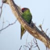 A wild Goldie's Lorikeet perches in a tree