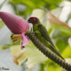 A wild Goldie's Lorikeet perches on a flower