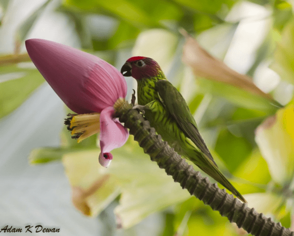 A wild Goldie's Lorikeet perches on a flower