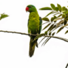 A wild Great-billed Parrot perches in a tree