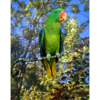 A Great-billed Parrot perches on a twig