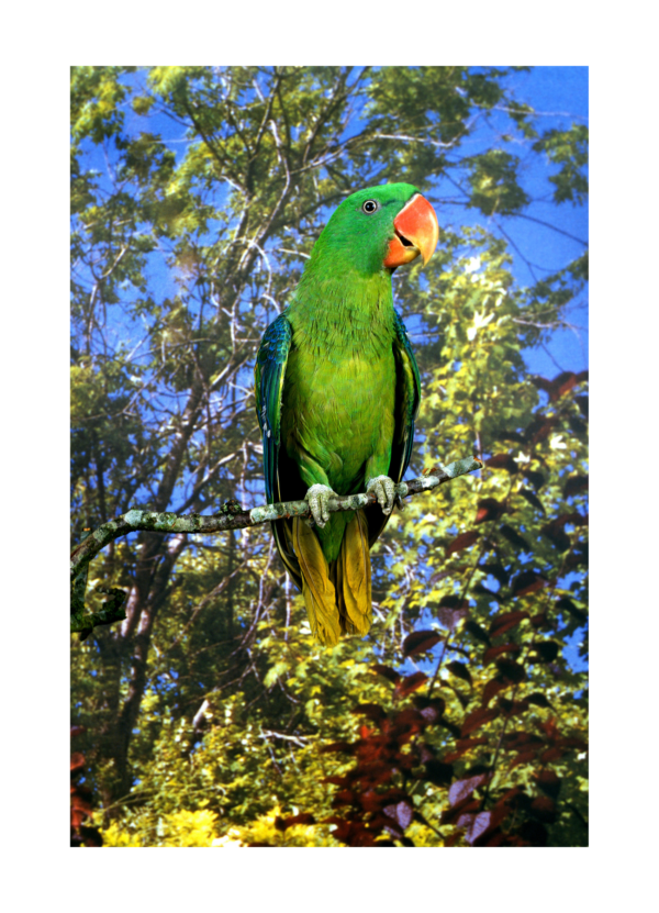 A Great-billed Parrot perches on a twig