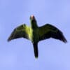 A wild Great-billed Parrot soars through the sky