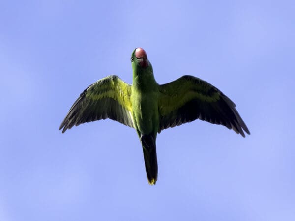 A wild Great-billed Parrot soars through the sky