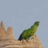 Wild Green Conures perch on a broken tree