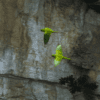 Wild Green Conures fly near the sides of a giant sinkhole