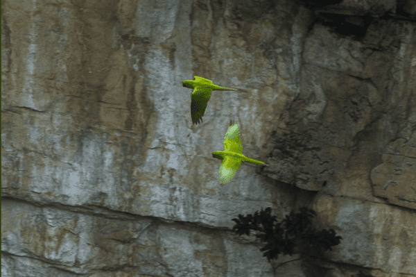 Wild Green Conures fly near the sides of a giant sinkhole