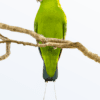 A wild Green Racquet-tailed Parrot perches in the sunshine