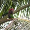 Wild Hawk-headed Parrots perch in a palm tree