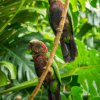 Hawk-headed Parrots perch on a branch