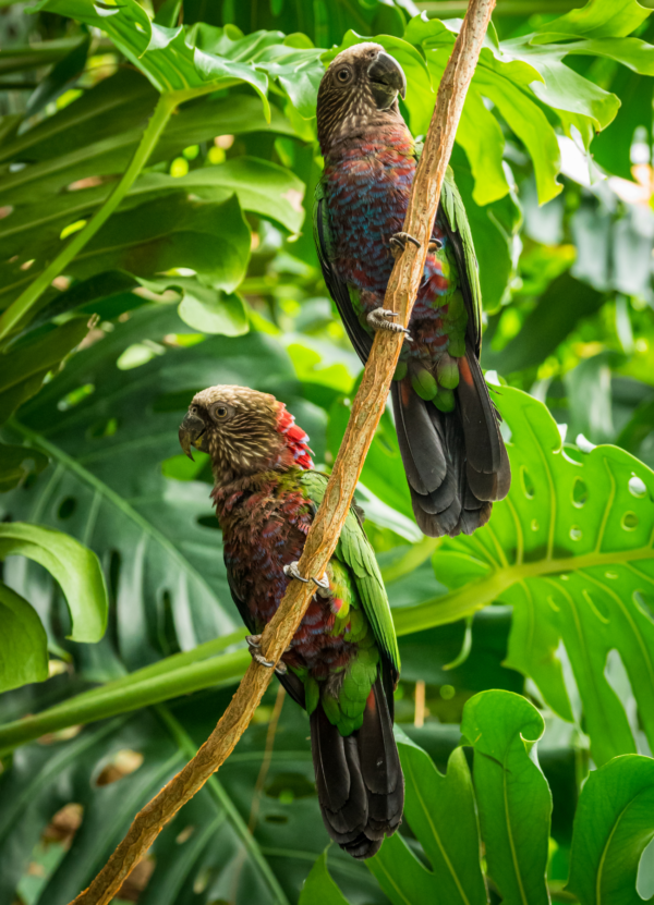 Hawk-headed Parrots perch on a branch