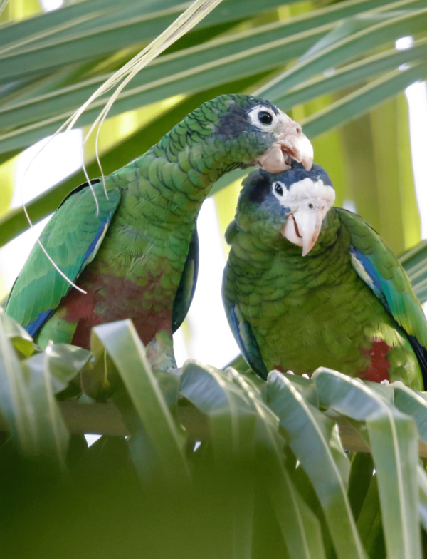 Wild Hispaniolan Amazons preen each other