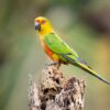 A wild Jandaya Conure poses on a stump