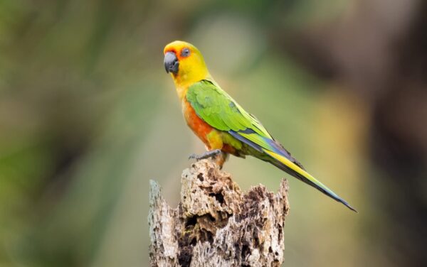 A wild Jandaya Conure poses on a stump