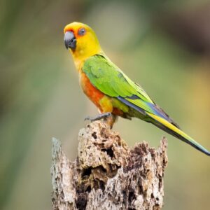 A wild Jandaya Conure poses on a stump