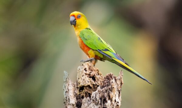 A wild Jandaya Conure poses on a stump