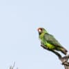 A wild Jardine's Parrot perches on a branch