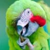 A closeup of a Military Macaw chewing on bark