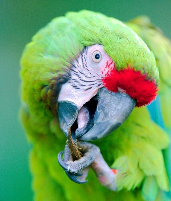 A closeup of a Military Macaw chewing on bark