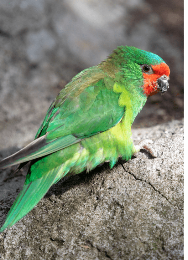 A wild Little Lorikeet perches on a tree trunk