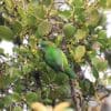 A wild female Madarasz's Tiger Parrot climbs among leafy branches