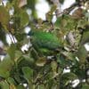 A wild female Madarasz's Tiger Parrot perches in a leafy tree