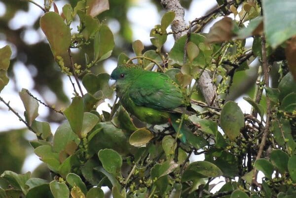 A wild female Madarasz's Tiger Parrot perches in a leafy tree