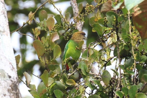 A wild male Madarasz's Tiger Parrot perches in a leafy tree