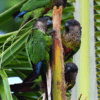 Wild Madeira Conures climb a palm stem