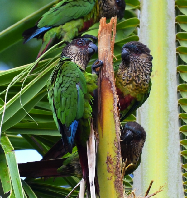 Wild Madeira Conures climb a palm stem