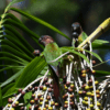 Wild Madeira Conures feed on palm fruits