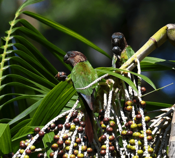 Wild Madeira Conures feed on palm fruits