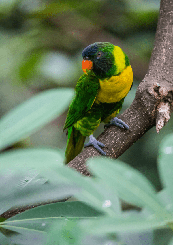 A wild Marigold Lorikeet perches on a limb