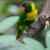 © Joshelerry from Getty Images via Canva A wild Marigold Lorikeet perches on a limb