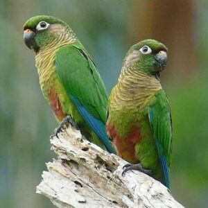 Wild Maroon-bellied Conures perch on a limb