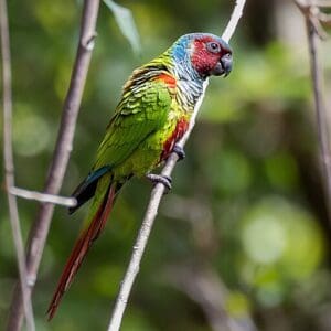 A wild Maroon-faced Conure perches on a twig