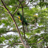 A wild Masked Shining Parrot perches on a branch