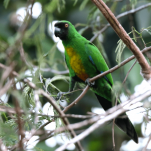 A wild Masked Shining Parrot perches in a tree