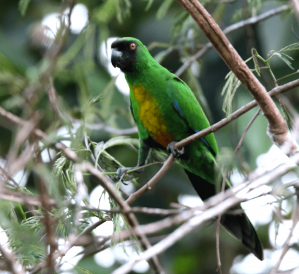 A wild Masked Shining Parrot perches in a tree