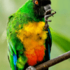 A Masked Shining Parrot perches on one foot