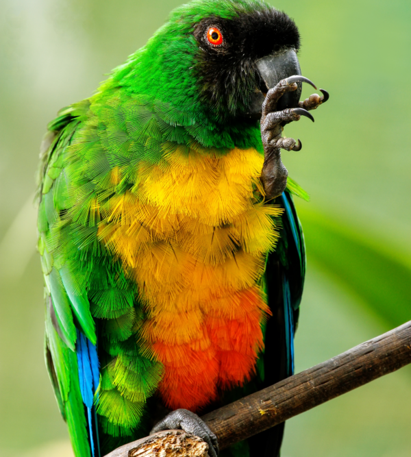 A Masked Shining Parrot perches on one foot