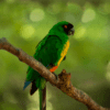 A wild Masked Shining Parrot perches on a limb