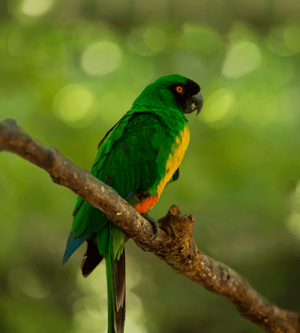 A wild Masked Shining Parrot perches on a limb