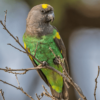 A wild Meyers Parrot perches in a tree