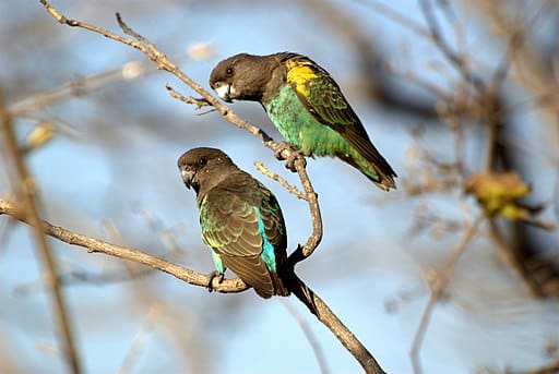 Meyer’s Parrot Research