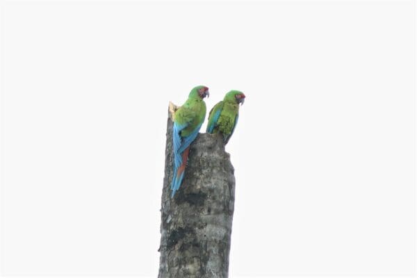 Wild Military Macaws perch atop a snag