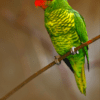 A Mindanao Lorikeet perches on a twig