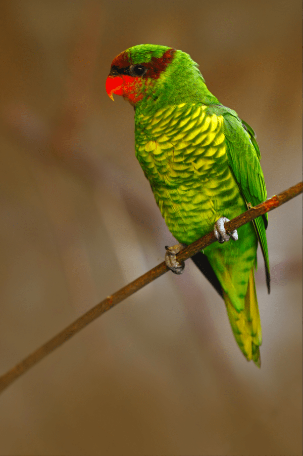 A Mindanao Lorikeet perches on a twig