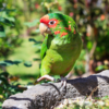 A wild Mitred Conure perches on a stone border