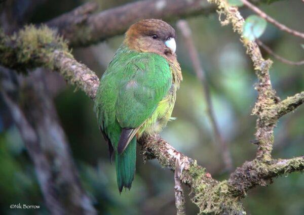 A wild female Modest Tiger Parrot perches on a mossy branch